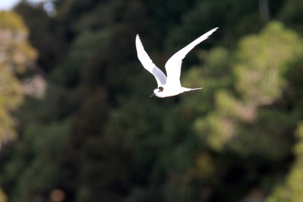 White-fronted Tern (Sterna striata)